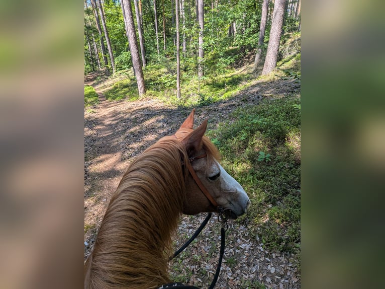 American Quarter Horse Mix Stute 22 Jahre 146 cm  in Forchheim