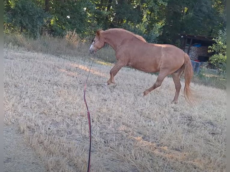 American Quarter Horse Mix Stute 22 Jahre 146 cm  in Forchheim