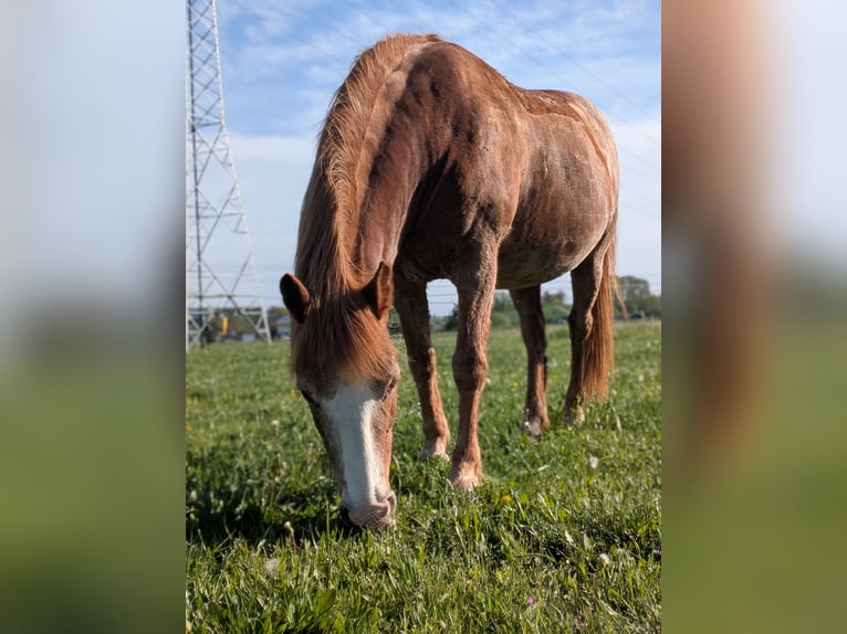 American Quarter Horse Mix Stute 22 Jahre 146 cm  in Forchheim