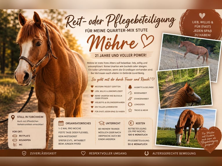 American Quarter Horse Mix Stute 22 Jahre 146 cm  in Forchheim