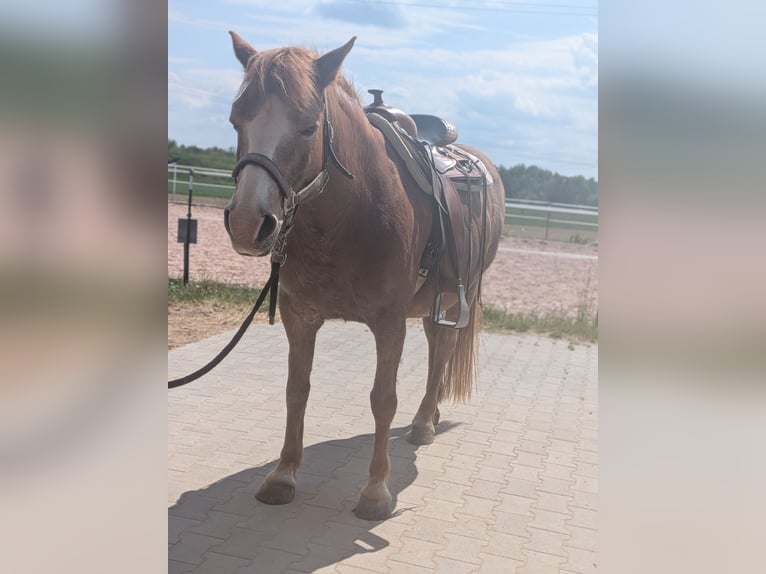 American Quarter Horse Mix Stute 22 Jahre 146 cm  in Forchheim