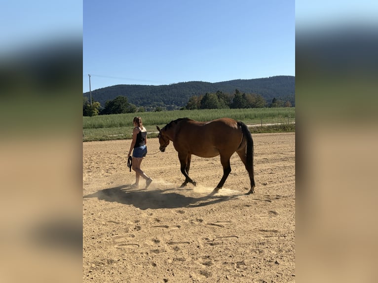 American Quarter Horse Stute 22 Jahre 155 cm Falbe in Arnbruck