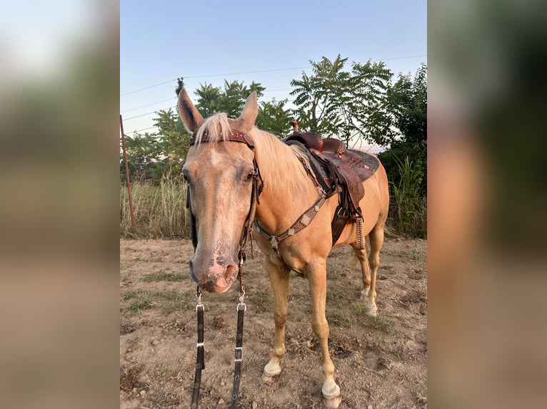 American Quarter Horse Stute 22 Jahre 160 cm Palomino in Winslow, Arkansas
