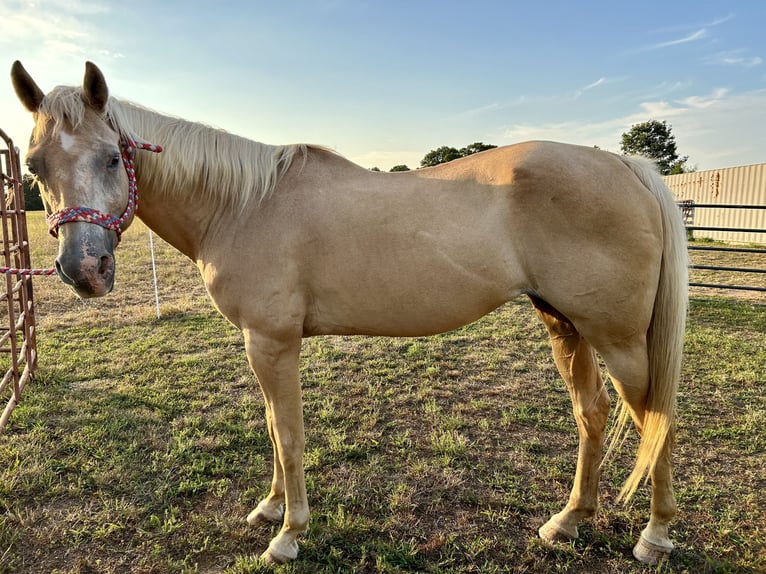 American Quarter Horse Stute 22 Jahre 160 cm Palomino in Winslow, Arkansas