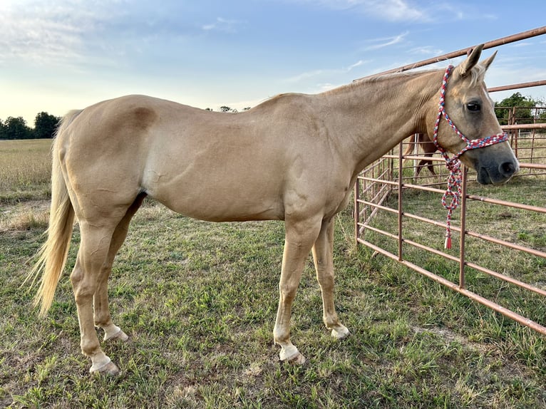 American Quarter Horse Stute 22 Jahre 160 cm Palomino in Winslow, Arkansas