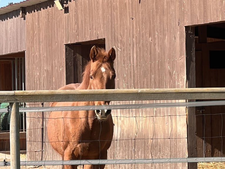 American Quarter Horse Stute 22 Jahre Rotfuchs in Rastatt