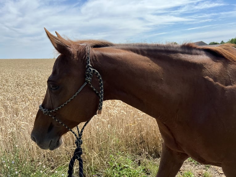American Quarter Horse Stute 22 Jahre Rotfuchs in Rastatt