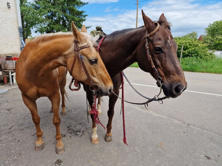 American Quarter Horse Stute 23 Jahre 145 cm Palomino in Ilsfeld