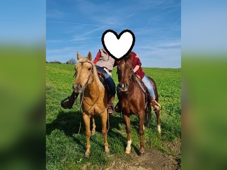 American Quarter Horse Stute 23 Jahre 145 cm Palomino in Ilsfeld