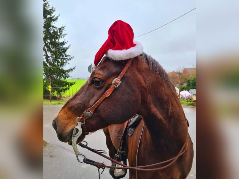 American Quarter Horse Stute 23 Jahre 145 cm Palomino in Ilsfeld