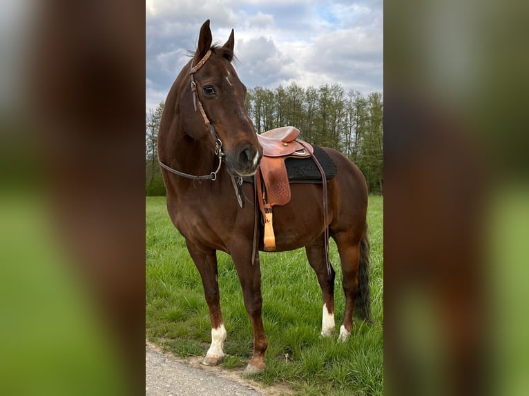 American Quarter Horse Stute 23 Jahre 145 cm Palomino in Ilsfeld