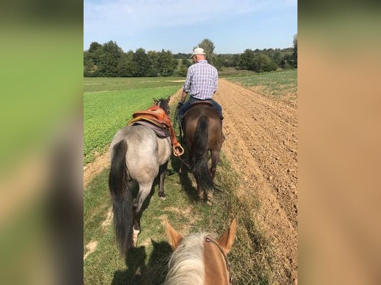 American Quarter Horse Stute 23 Jahre 145 cm Palomino in Ilsfeld