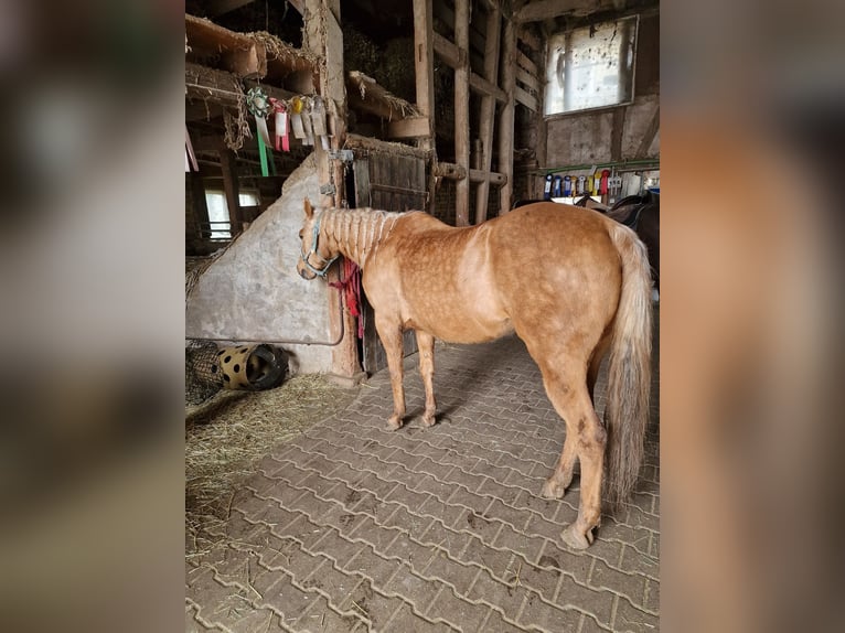 American Quarter Horse Stute 23 Jahre 145 cm Palomino in Ilsfeld