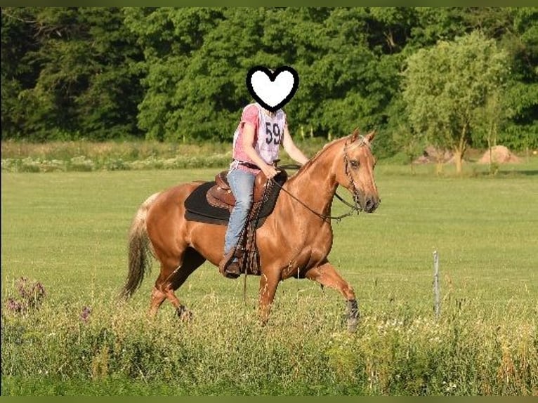 American Quarter Horse Stute 23 Jahre 145 cm Palomino in Ilsfeld