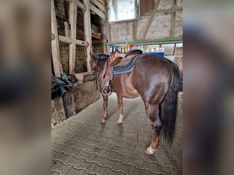 American Quarter Horse Stute 23 Jahre 145 cm Palomino in Ilsfeld