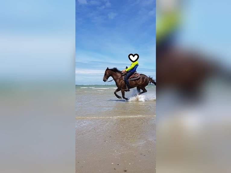 American Quarter Horse Stute 23 Jahre 145 cm Palomino in Ilsfeld