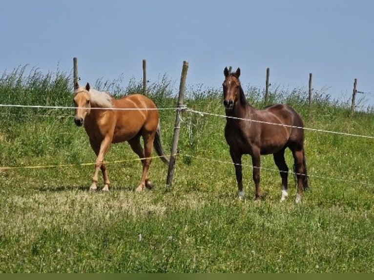 American Quarter Horse Stute 23 Jahre 145 cm Palomino in Ilsfeld
