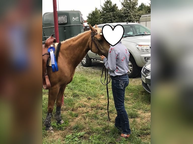 American Quarter Horse Stute 23 Jahre 145 cm Palomino in Ilsfeld