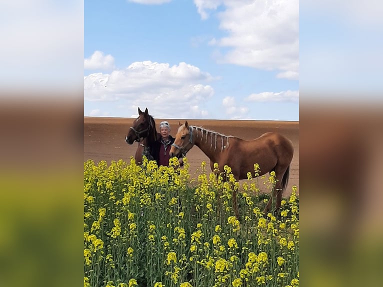 American Quarter Horse Stute 23 Jahre 145 cm Palomino in Ilsfeld