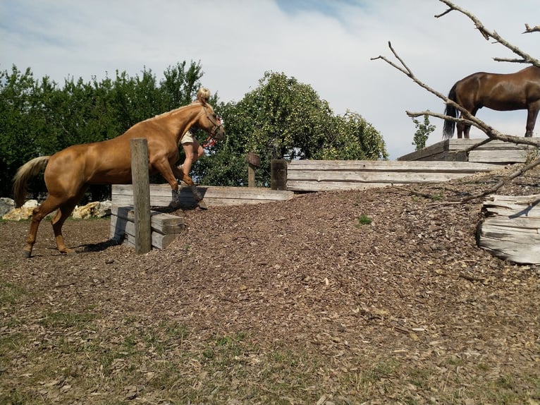 American Quarter Horse Stute 23 Jahre 145 cm Palomino in Ilsfeld