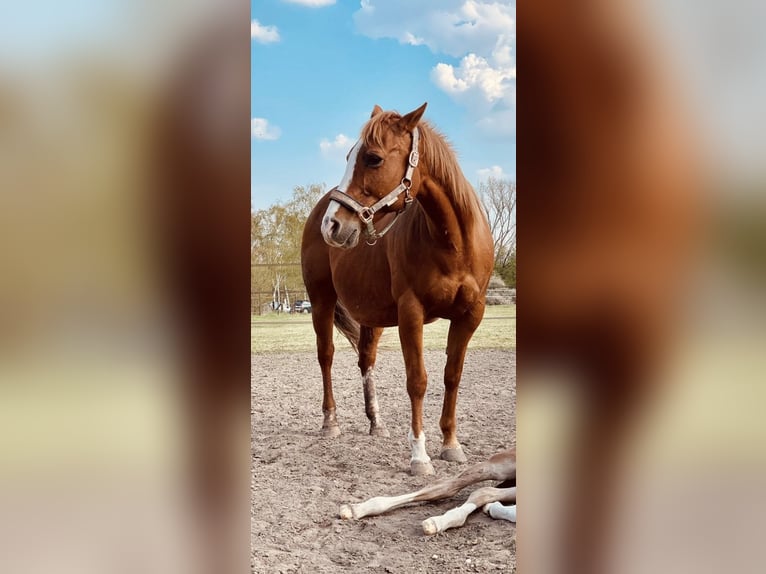 American Quarter Horse Stute 23 Jahre 148 cm Fuchs in Ludwigshafen am Rhein