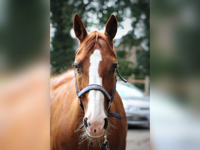 American Quarter Horse Stute 24 Jahre 153 cm Fuchs in Rosengarten