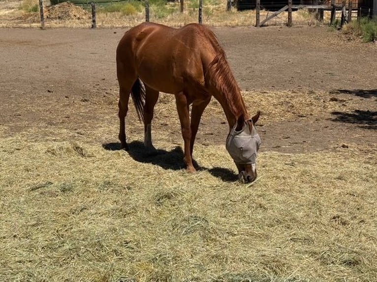 American Quarter Horse Stute 28 Jahre Rotfuchs in Mcarthur