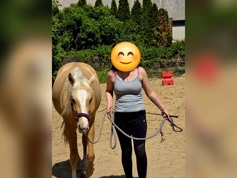 American Quarter Horse Stute 2 Jahre 135 cm Palomino in Limbach-Oberfrohna