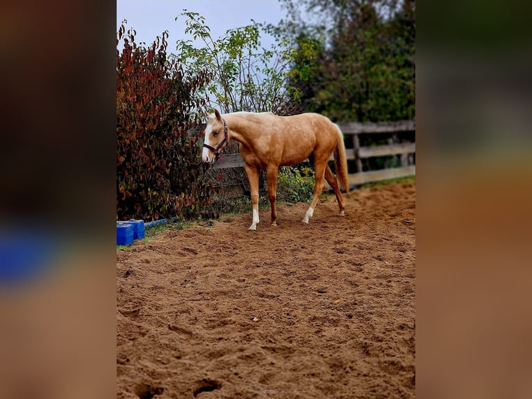 American Quarter Horse Stute 2 Jahre 135 cm Palomino in Limbach-Oberfrohna