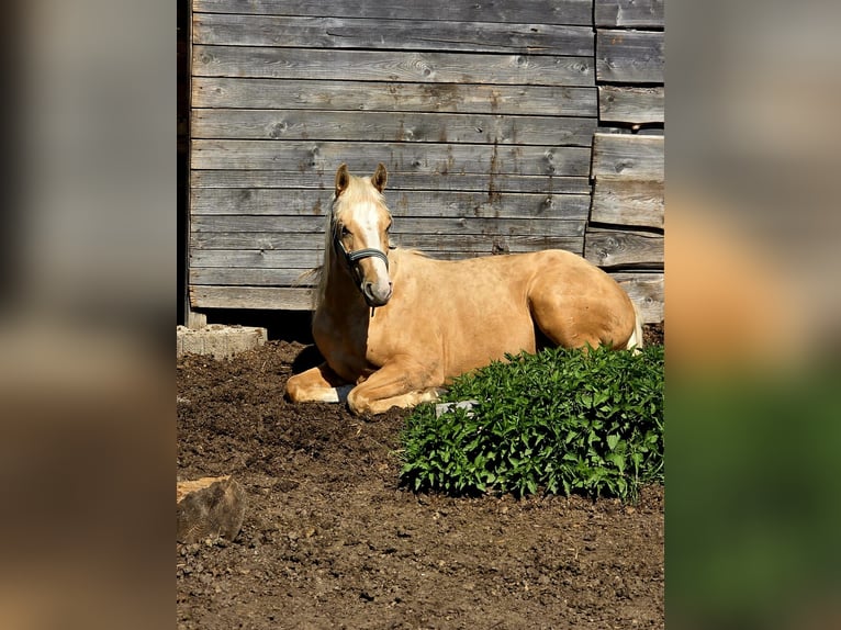 American Quarter Horse Stute 2 Jahre 135 cm Palomino in Limbach-Oberfrohna