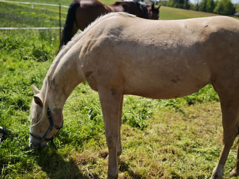 American Quarter Horse Stute 2 Jahre 135 cm Palomino in Limbach-Oberfrohna