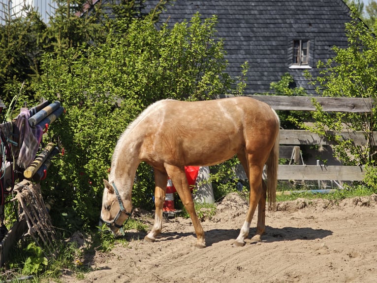 American Quarter Horse Stute 2 Jahre 135 cm Palomino in Limbach-Oberfrohna