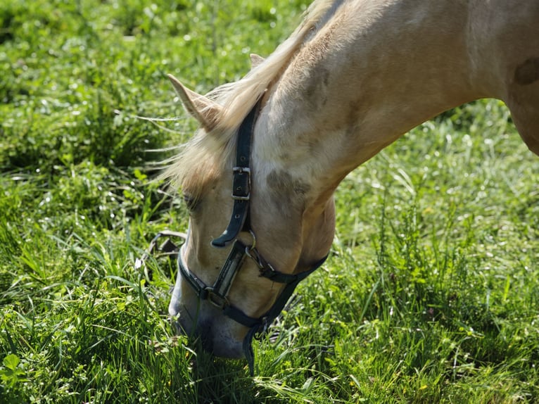 American Quarter Horse Stute 2 Jahre 135 cm Palomino in Limbach-Oberfrohna