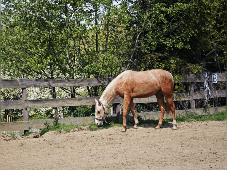 American Quarter Horse Stute 2 Jahre 135 cm Palomino in Limbach-Oberfrohna