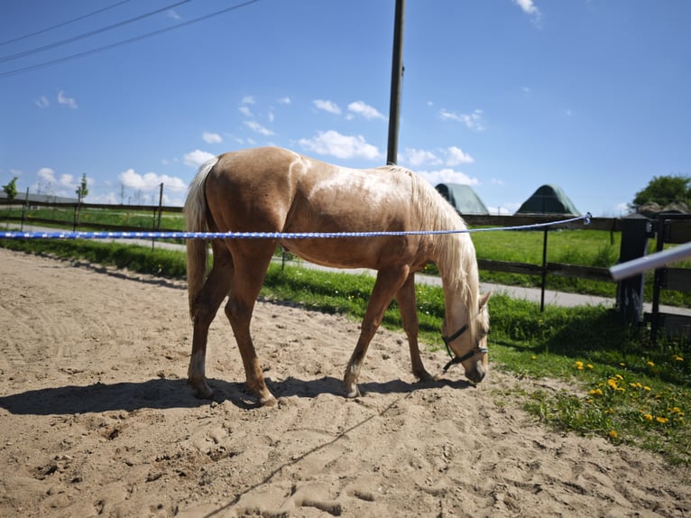 American Quarter Horse Stute 2 Jahre 135 cm Palomino in Limbach-Oberfrohna