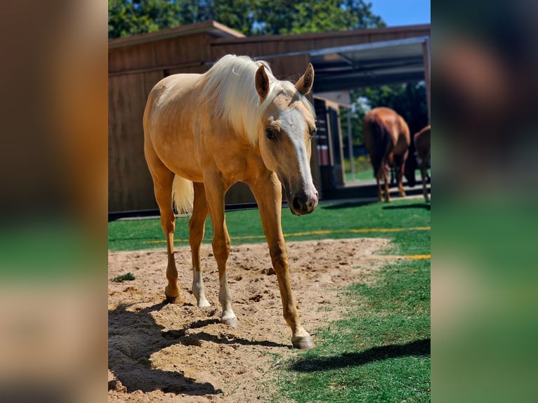 American Quarter Horse Stute 2 Jahre 135 cm Palomino in Limbach-Oberfrohna