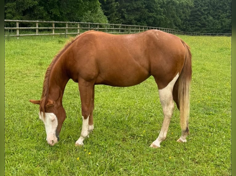 American Quarter Horse Stute 2 Jahre 139 cm Fuchs in Ambl&#xE8;ve