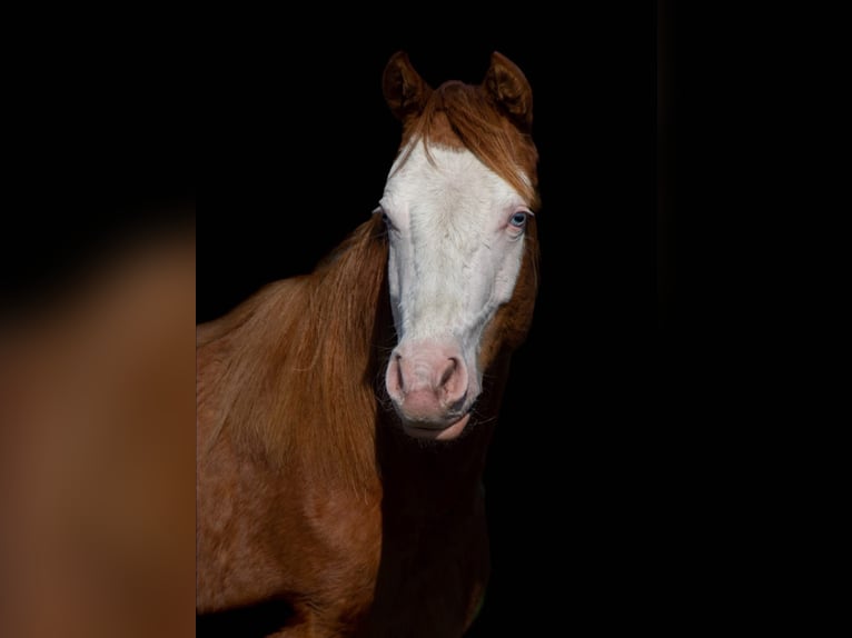 American Quarter Horse Stute 2 Jahre 139 cm Fuchs in Ambl&#xE8;ve