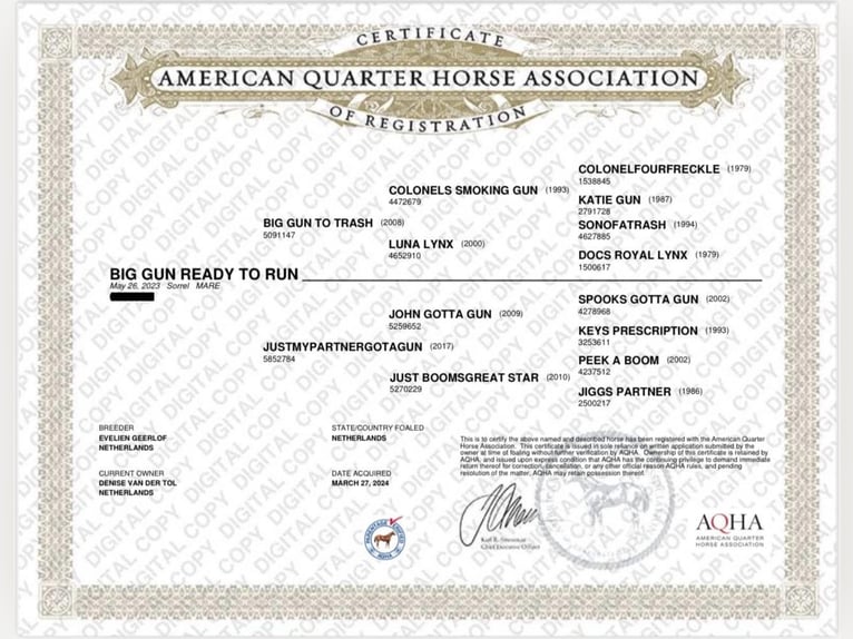 American Quarter Horse Stute 2 Jahre 139 cm Fuchs in Ambl&#xE8;ve