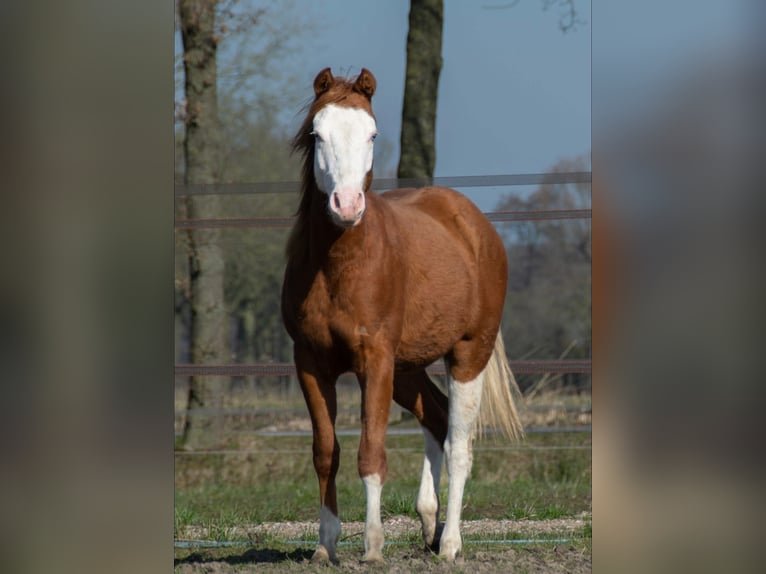 American Quarter Horse Stute 2 Jahre 139 cm Fuchs in Ambl&#xE8;ve