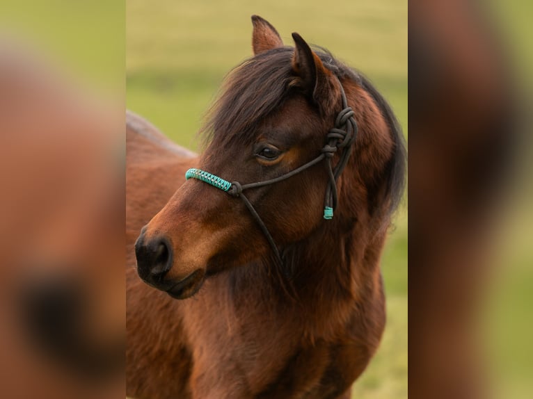 American Quarter Horse Stute 2 Jahre 140 cm Brauner in Oberthal
