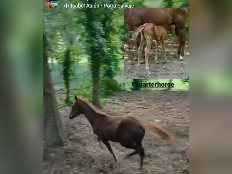 American Quarter Horse Stute 2 Jahre 140 cm Dunkelbrauner in Tomiño