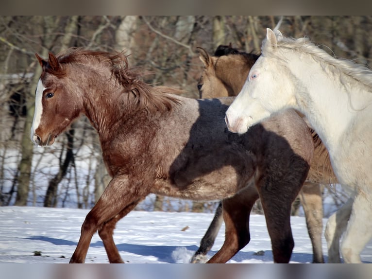 American Quarter Horse Stute 2 Jahre 140 cm Roan-Red in Falkensee