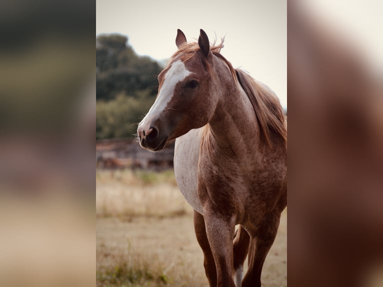 American Quarter Horse Stute 2 Jahre 140 cm Roan-Red in Falkensee