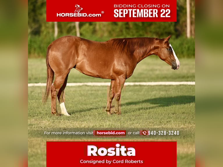 American Quarter Horse Stute 2 Jahre 140 cm Rotfuchs in Waco