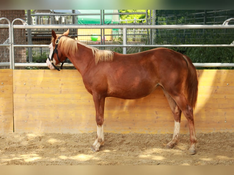 American Quarter Horse Stute 2 Jahre 141 cm Fuchs in Waldshut-Tiengen