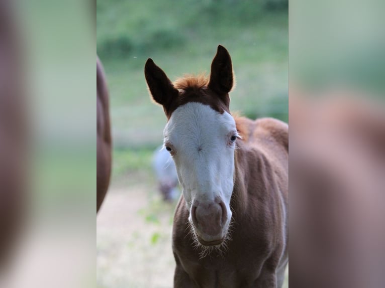 American Quarter Horse Stute 2 Jahre 141 cm Fuchs in Waldshut-Tiengen