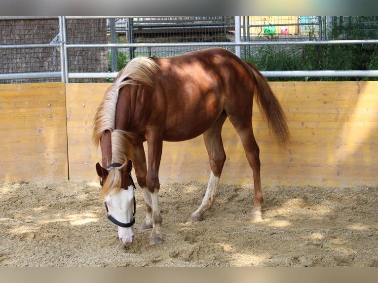 American Quarter Horse Stute 2 Jahre 141 cm Fuchs in Waldshut-Tiengen