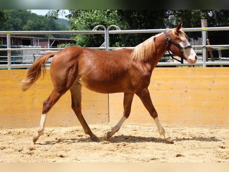 American Quarter Horse Stute 2 Jahre 141 cm Fuchs in Waldshut-Tiengen