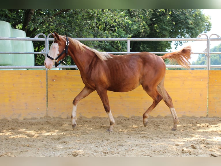 American Quarter Horse Stute 2 Jahre 141 cm Fuchs in Waldshut-Tiengen